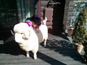 羊に乗る１.jpg