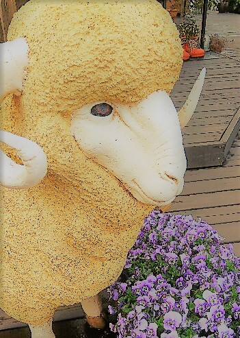 羊to花.jpg